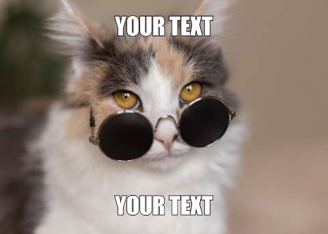 Preview for Cool-cat-meme-template-meme-cat-252ba