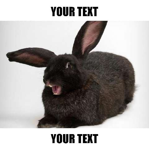 Preview for Angry-black-rabbit-meme-template-easter-meme-c35b2