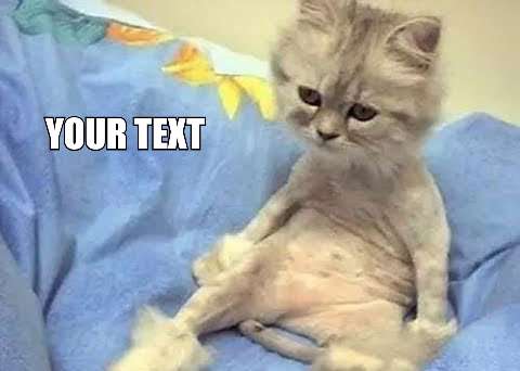 Preview for Funny-cat-meme-template-summermeme-59c0c