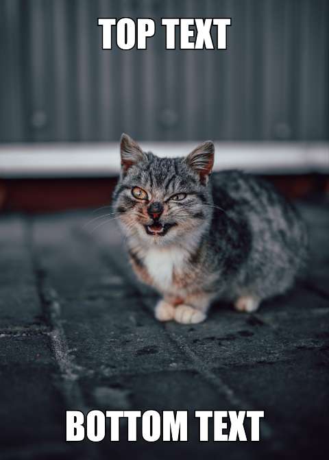 Preview for Angry-cat-meme-template-eecc1