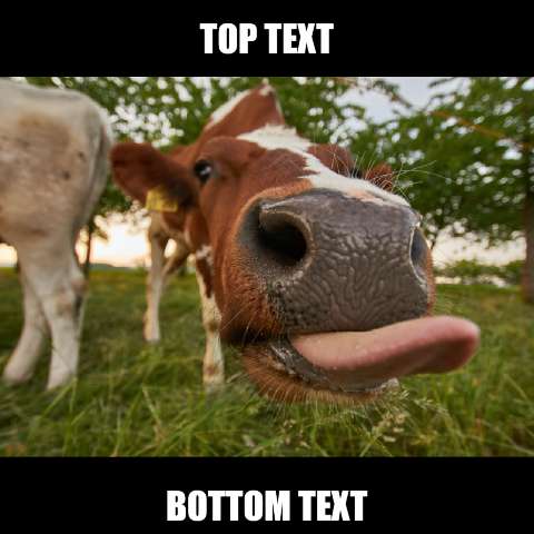 Preview for Cow-in-a-field-meme-animal-template-38b48