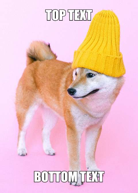 Preview for Shiba-inu-yellow-beanie-meme-meme-dog-template-7bd50