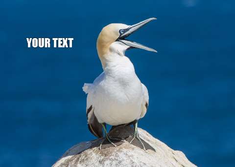 Preview for Gannet-on-rock-meme-animal-template-2a123
