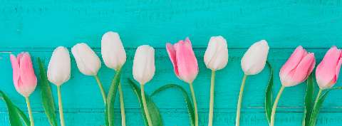Preview for Tulip-arrangement-teal-background-twitter-header-template-1d34a