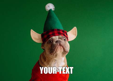 Preview for Christmas-dog-santa-hat-meme-dog-template-ac622