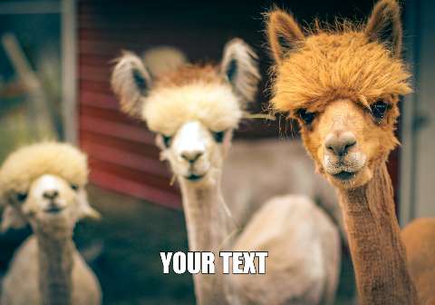 Preview for Alpacas-in-barn-meme-classic-template-b3ac8