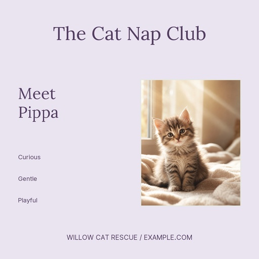 Square post size of The Cat Nap Club