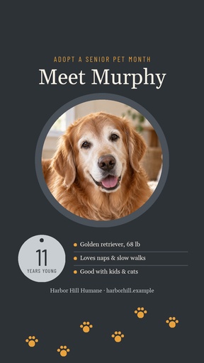 Story opener size of Gray Muzzle Adoption Month