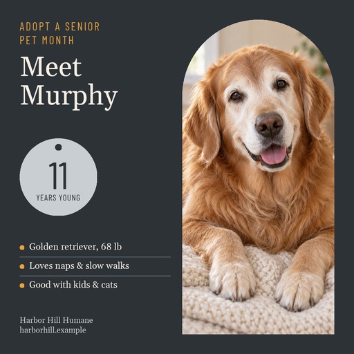 Square post size of Gray Muzzle Adoption Month