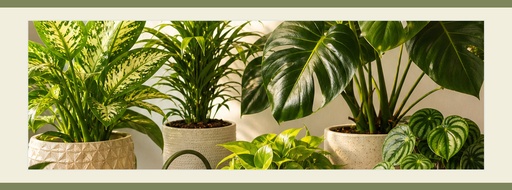 Page cover size of The Corner Plant Shop